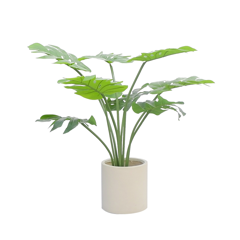 monstera mint tissue culture Tissue Culture